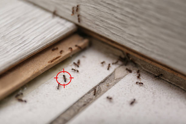 Best Mosquito Control Services  in Maynardville, TN