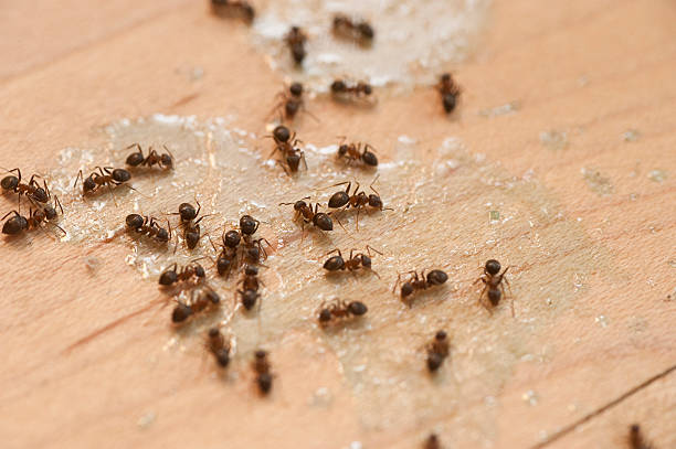 Best Cockroach Control Services  in Maynardville, TN