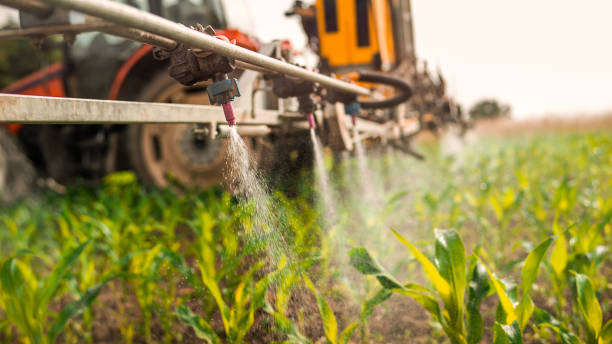 Best Ant Control Services  in Maynardville, TN