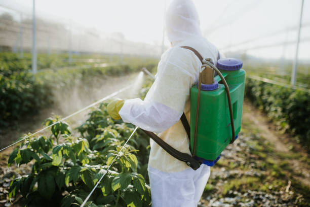 Best Local Pest Control Services  in Maynardville, TN